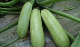 美女吃西葫芦瓜图片,美女与西葫芦瓜的邂逅瞬间