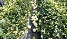 愚人节吃瓜图片,揭秘那些搞笑吃瓜瞬间！”