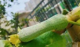 百瓜怎么吃,解锁夏日清新美味