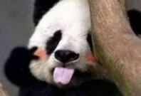 熊猫吃瓜萝卜南瓜,瓜、萝卜、南瓜的诱惑