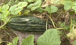 台前县吃瓜事件,一场网络热议背后的真相与反思