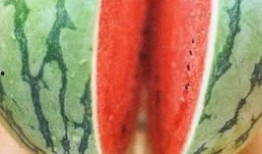 长期吃二瓜,长期食用二瓜的健康益处揭秘