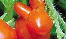 歪瓜裂枣怎么吃,歪瓜裂枣的多样食法探索