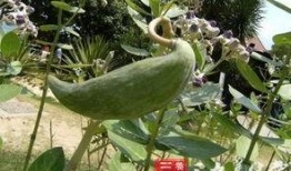 牛角瓜咋吃,探索美味与营养的完美结合