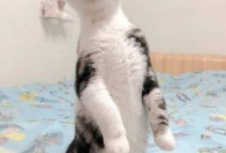 吃瓜猫在线试听,在线试听带你领略独特魅力
