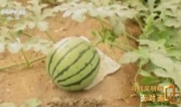 被吃瓜的人,揭秘被吃瓜人生的酸甜苦辣