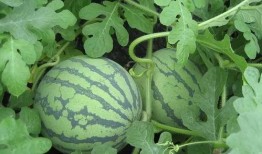 吃瓜金水湾,探寻美食与生活的完美融合