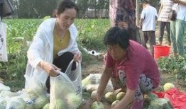 台前县吃瓜事件,一场网络热议背后的真相与反思