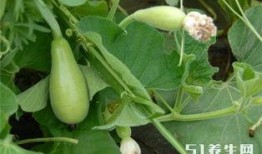 长期吃二瓜,长期食用二瓜的健康益处揭秘