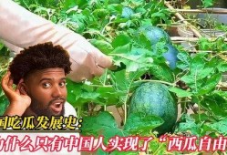 吃瓜发展史,吃瓜文化的发展历程