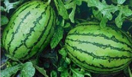 福建家长吃瓜事件,揭秘校园食品安全风波背后的真相