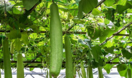 男生放吃瓜,揭秘男生放吃瓜背后的秘密与乐趣