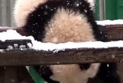 吃瓜小熊后妈,吃瓜小熊后妈的逆袭之路
