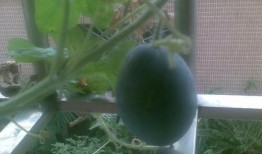 阳台吃瓜搞笑事件汇总,盘点那些让人捧腹的阳台趣事