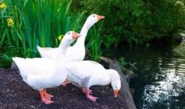 小鹅吃瓜叶,田园生活趣事多