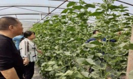 成县最新吃瓜事件,真相竟如此反转！