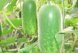 在线吃瓜大全,揭秘热门事件背后的真相与笑料