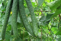 梨瓜直接吃,直接食用尽享自然美味