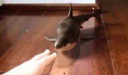 鲨鱼吃瓜资源,探寻海洋霸主的不解之缘