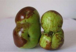 歪瓜裂枣怎么吃,歪瓜裂枣的多样食法探索