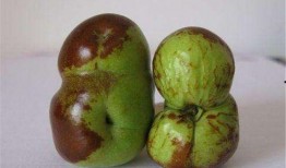 歪瓜裂枣怎么吃,歪瓜裂枣的多样食法探索