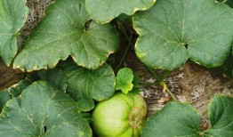 造瓜吃瓜,造瓜吃瓜，共享欢乐时光