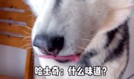 哈士奇吃瓜的视频,萌宠搞笑瞬间大盘点