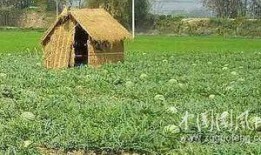 摆摊吃瓜图片大全,摆摊吃瓜，人间烟火气十足