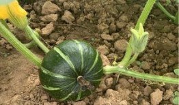 区域吃瓜,品味生活百态