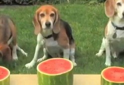 狗狗正在吃瓜中,狗狗欢乐吃瓜瞬间