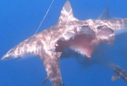 鲨鱼吃瓜资源,探寻海洋霸主的不解之缘