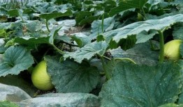 海诺地产吃瓜,揭秘吃瓜群众的围观盛宴