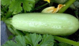 美女吃西葫芦瓜图片,美女与西葫芦瓜的邂逅瞬间