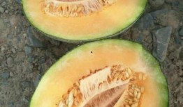 大城吃瓜姜文文,姜文文演绎都市美食传奇