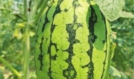 武汉椅子打卡吃瓜,一场别开生面的“吃瓜”盛宴