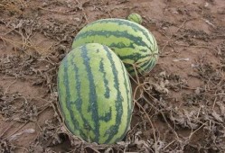 陈小瓜吃瓜,揭秘娱乐圈幕后故事