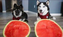 哈士奇吃瓜的视频,萌宠搞笑瞬间大盘点