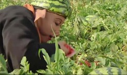 龙山老师吃瓜事件,网络热议背后的真相与反思