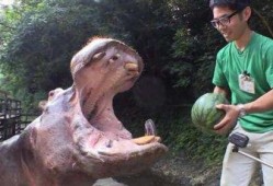 河马吃瓜照片,夏日野趣尽收眼底