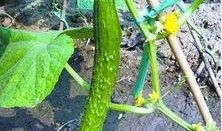 刺瓜咋吃,探索刺瓜的美味之旅