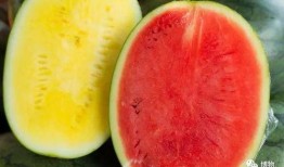 如何吃瓜显高端,解锁高端吃瓜之道