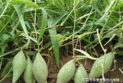 山长吃瓜,揭秘网络热传的神秘事件