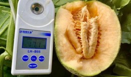 在线吃瓜大全,揭秘热门事件背后的真相与笑料