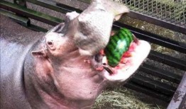 河马吃瓜照片,夏日野趣尽收眼底