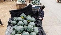 凉山现代吃瓜事件,揭秘网络舆论的狂欢与反思