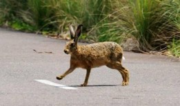 野兔吃小瓜吗,探究它们是否食用小瓜