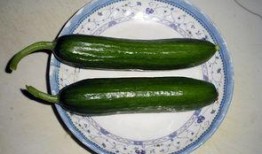 乳瓜怎么吃更好减肥,美味与瘦身双赢的食用指南