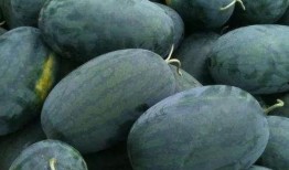 区域吃瓜,品味生活百态