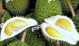 吃榴莲可以吃矮瓜吗,探索两者共食的奇妙组合