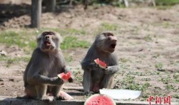 吃瓜视频动物,揭秘动物界的趣味瞬间